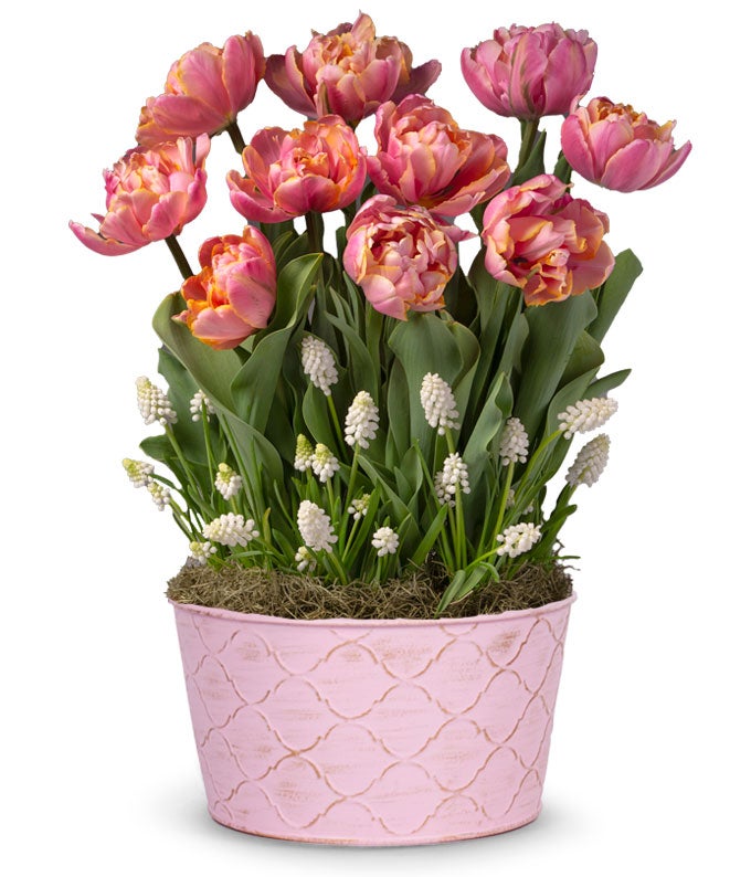 Precious Pink Tulip Bulb Garden