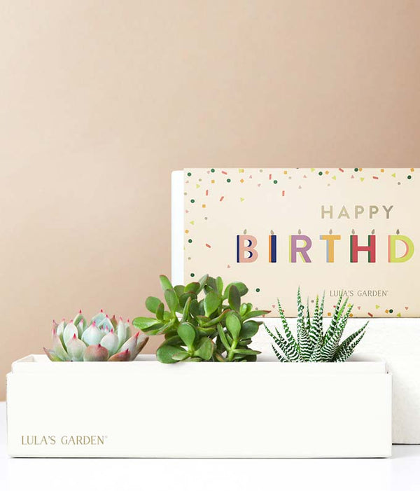 lulu's garden succulent box Lula's Garden Birthday Succulent Box