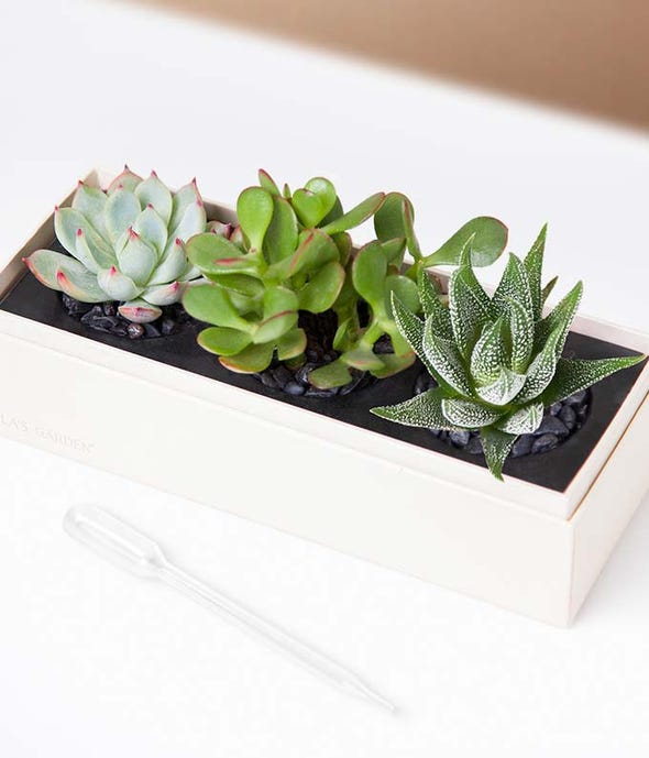 lula's garden succulent box Lula's Garden Birthday Succulent Box