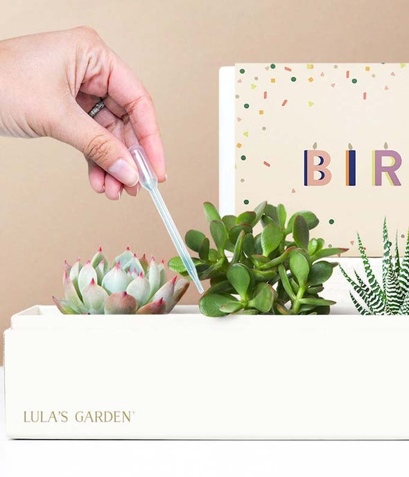 Lula's Garden Birthday Succulent Box