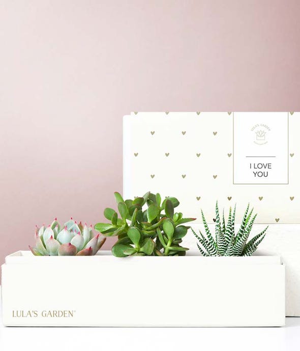 happy birthday succulents by lula's garden Lula's Garden I Love You Succulent Box