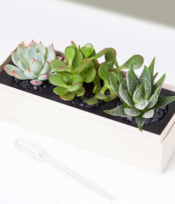 thank you succulent gift box