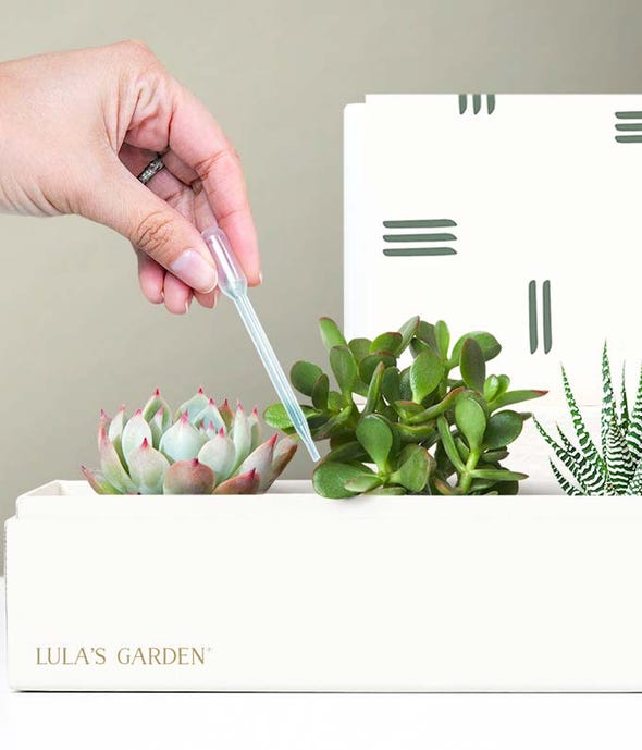 Lula&#39;s Garden Thank You Succulent Box