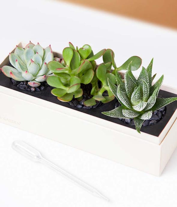 Congratulations themed succulent plant gift