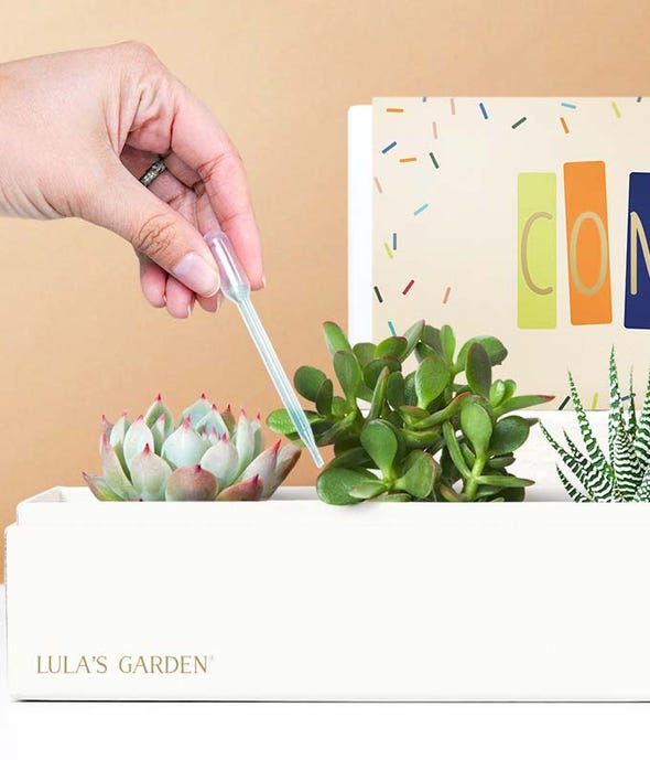 lulus garden succulent box Lula's Garden Congratulations Succulent Box