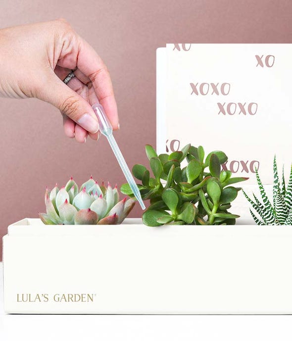 gift box with succulent Lula's Garden XOXO Succulent Box