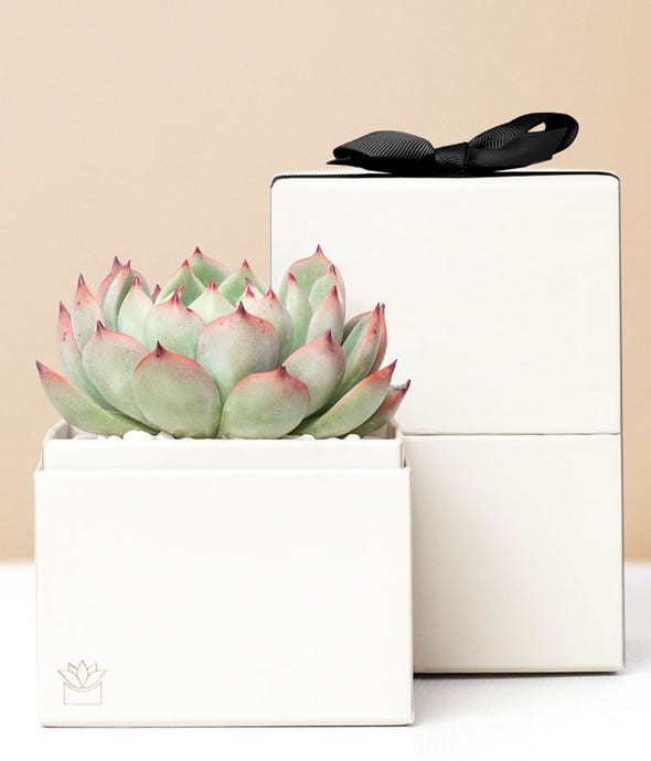 Succulent Gift