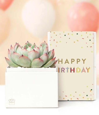 succulent birthday Lula's Garden Birthday Bliss Succulent Gift