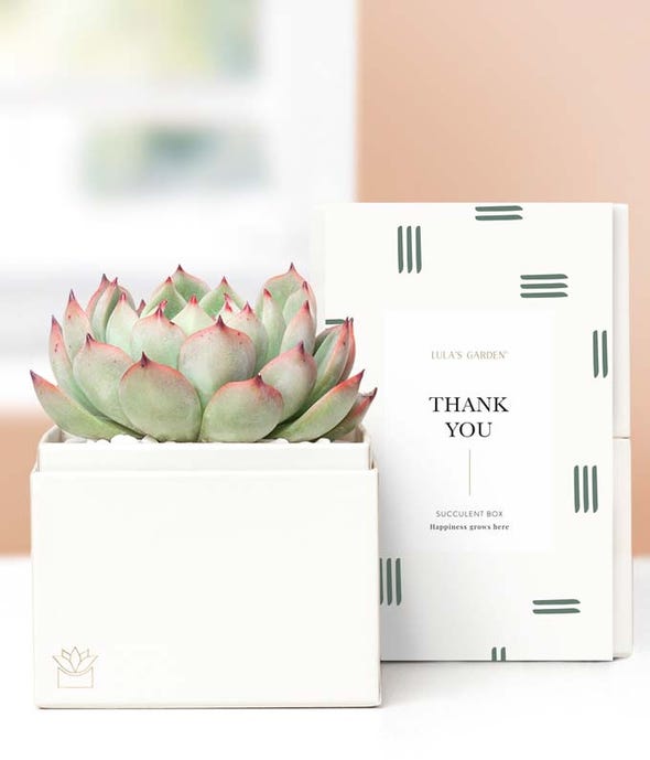 Thank You Succulent Gift Box