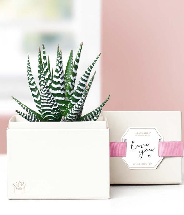 lula's garden succulent Lula's Garden I Love You Zebra Succulent Gift