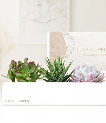 Lula's Garden Deluxe Verdant Gift Box