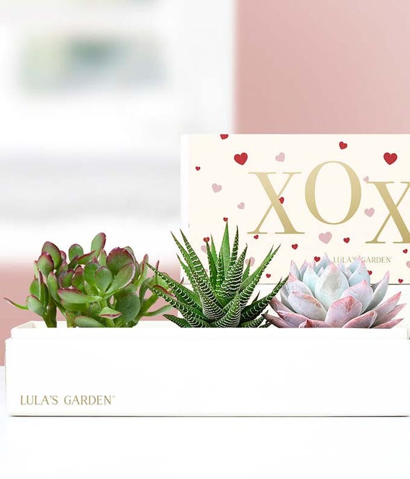 succulent arrangement gift Lula's Garden XOXO Verdant Succulent Gift