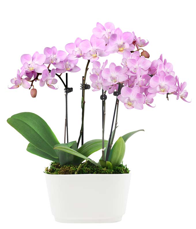pink orchid for delivery in a gift box