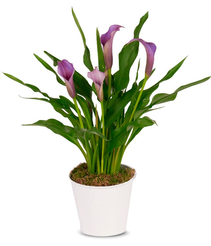 Purple Calla Lily Plant