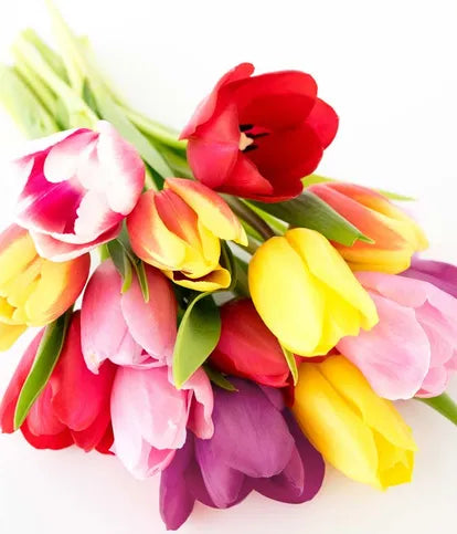 Rainbow Tulips, Red Wine and Chocolate Dipped Strawberries