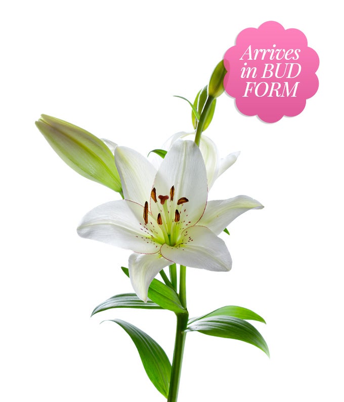 Pink and White Lilies with Red Wine