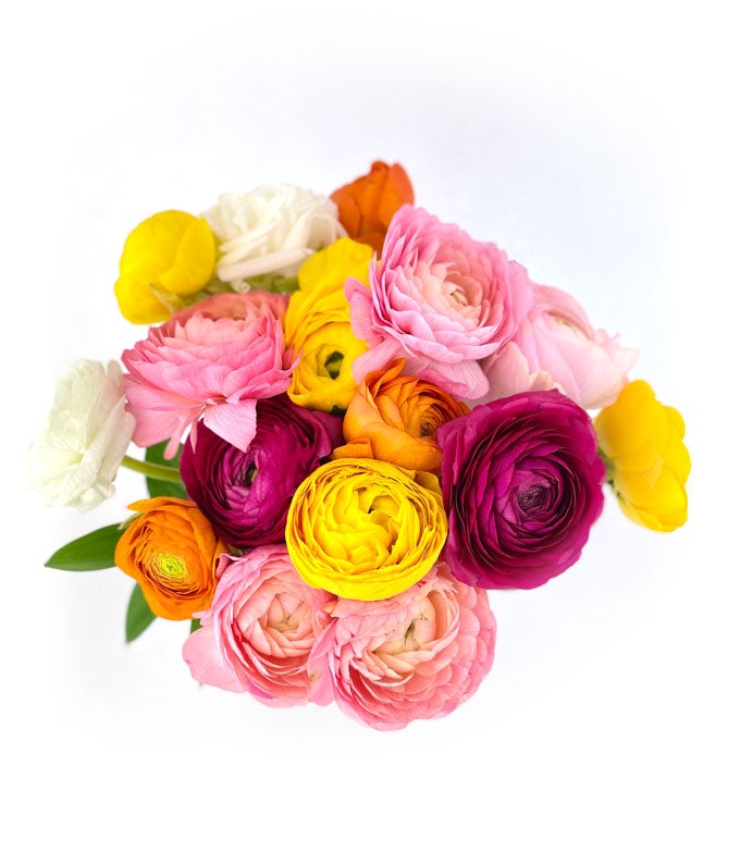 Rainbow Ranunculus