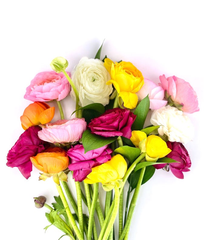 Rainbow Ranunculus