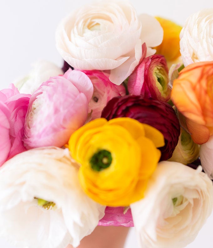 Rainbow Ranunculus