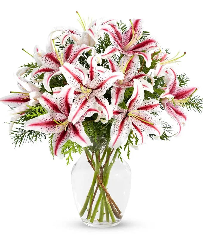 Premium Peppermint Striped Stargazer Lilies