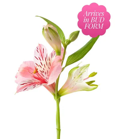 Bright & Sunny Rose Bouquet, Sparkling Wine and Gourmet Assorted Chocolate