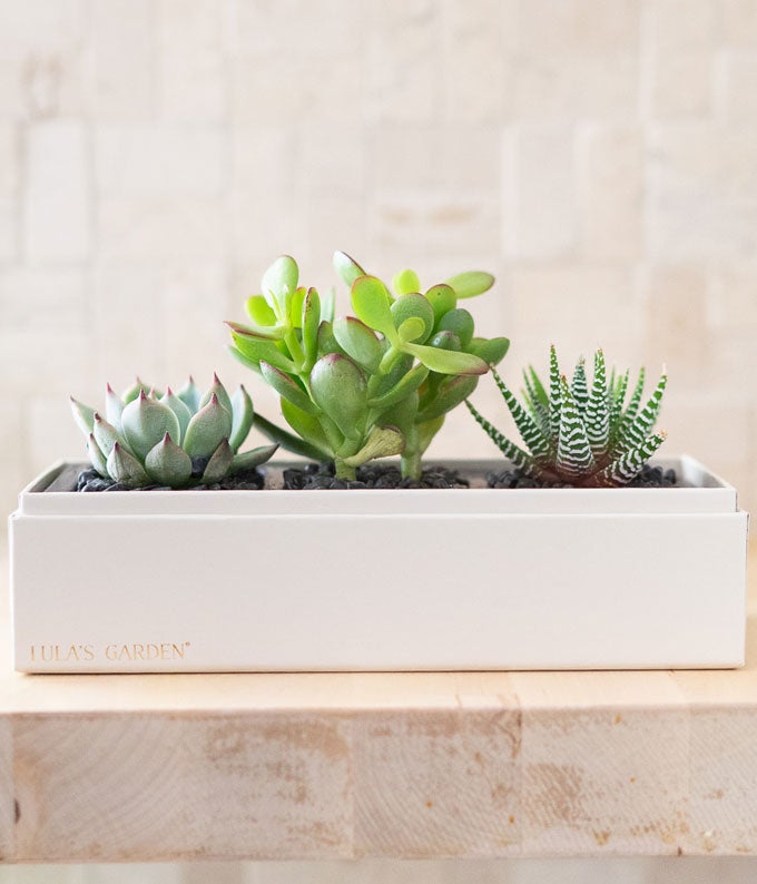 lula's garden succulent box Lula's Garden I Love You Succulent Box