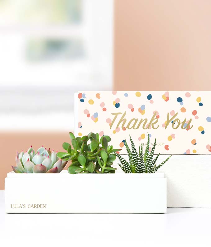 Lula&#39;s Garden Thank You Succulent Box