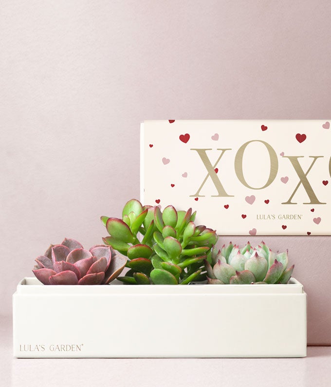 Lula&#39;s Garden XOXO Succulent Box