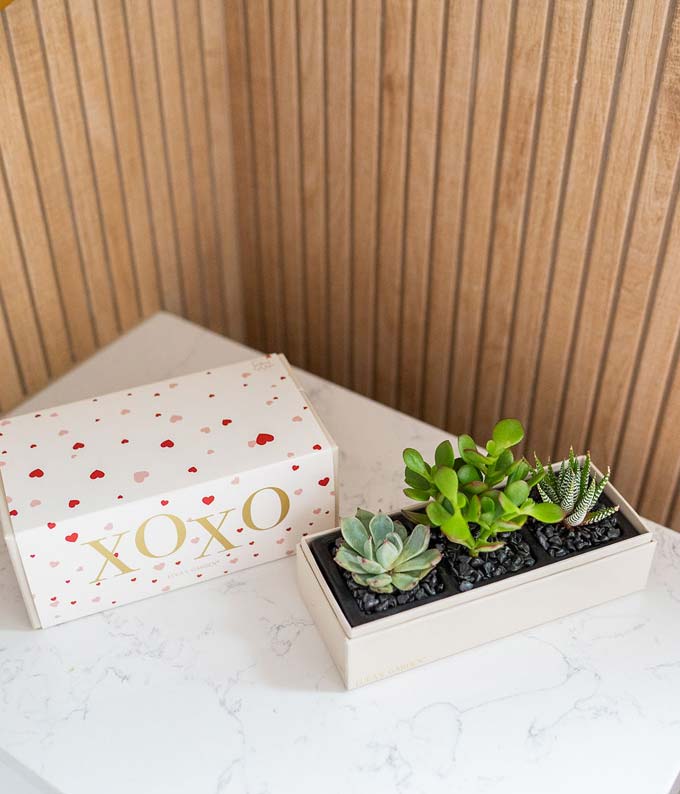 Lula&#39;s Garden XOXO Succulent Box
