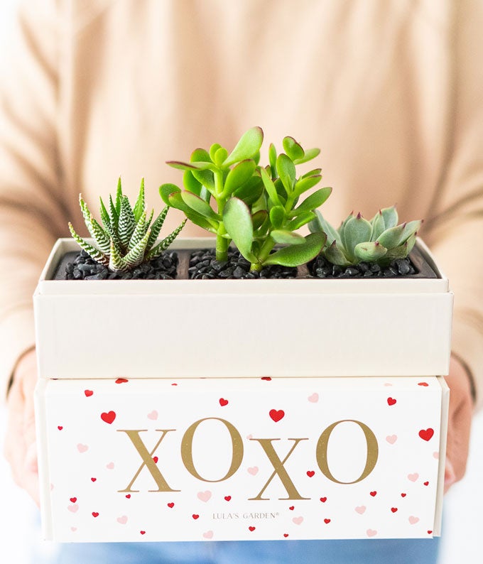 Lula&#39;s Garden XOXO Succulent Box