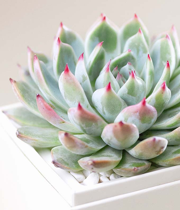 Lula&#39;s Garden Bliss Succulent Gift