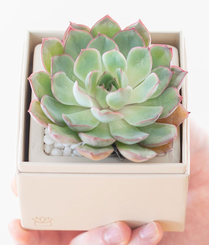 lula's garden succulent box care Lula's Garden Bliss Succulent Gift