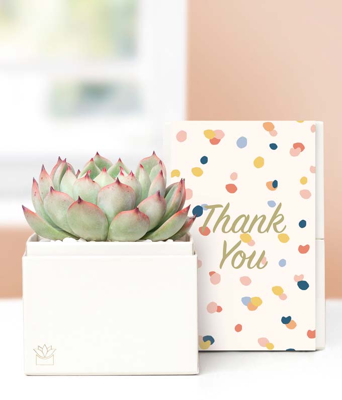 live succulent gifts Lula's Garden Thank You Bliss Succulent Gift