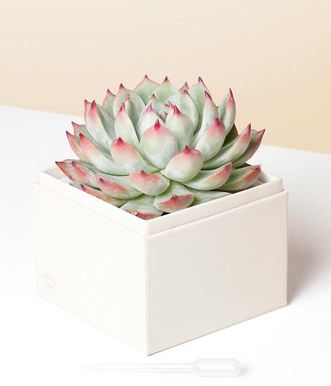 succulent presents Lula's Garden XOXO Bliss Succulent Gift