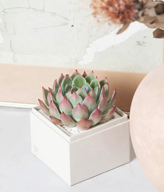 bliss succulent garden Lula's Garden XOXO Bliss Succulent Gift