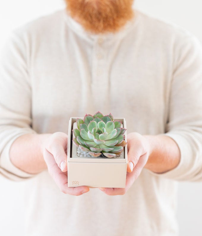 bliss succulent garden Lula's Garden XOXO Bliss Succulent Gift
