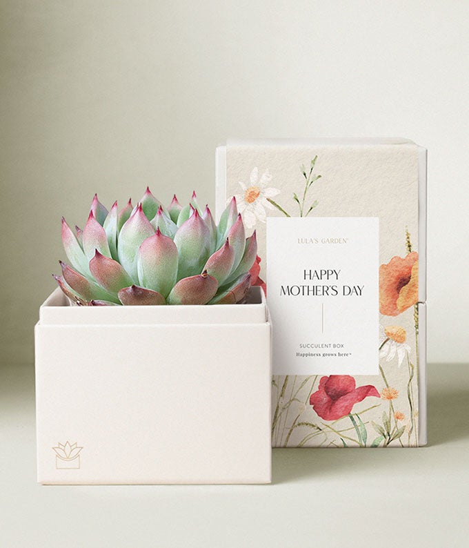 Lula's Garden Mother's Day Bliss Garden