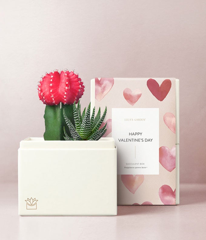 Lula's Garden XOXO Rosé Succulent Gift