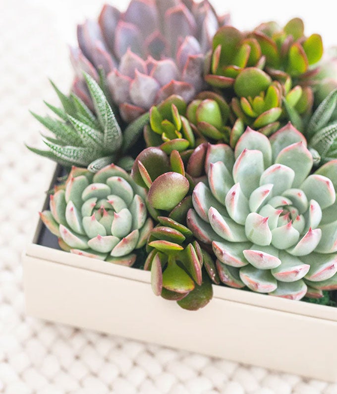 Lula&#39;s Garden Urban Succulent Garden