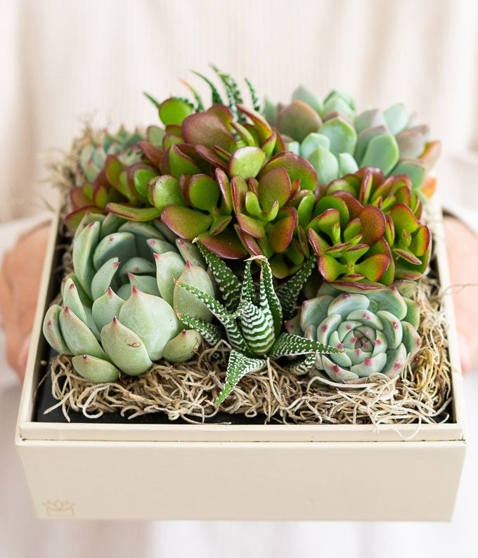 Lula&#39;s Garden Urban Succulent Garden