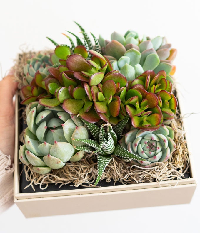 Lula&#39;s Garden Urban Succulent Garden