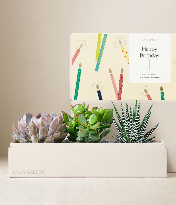 Lula's Garden Birthday Verdant Succulent Gift