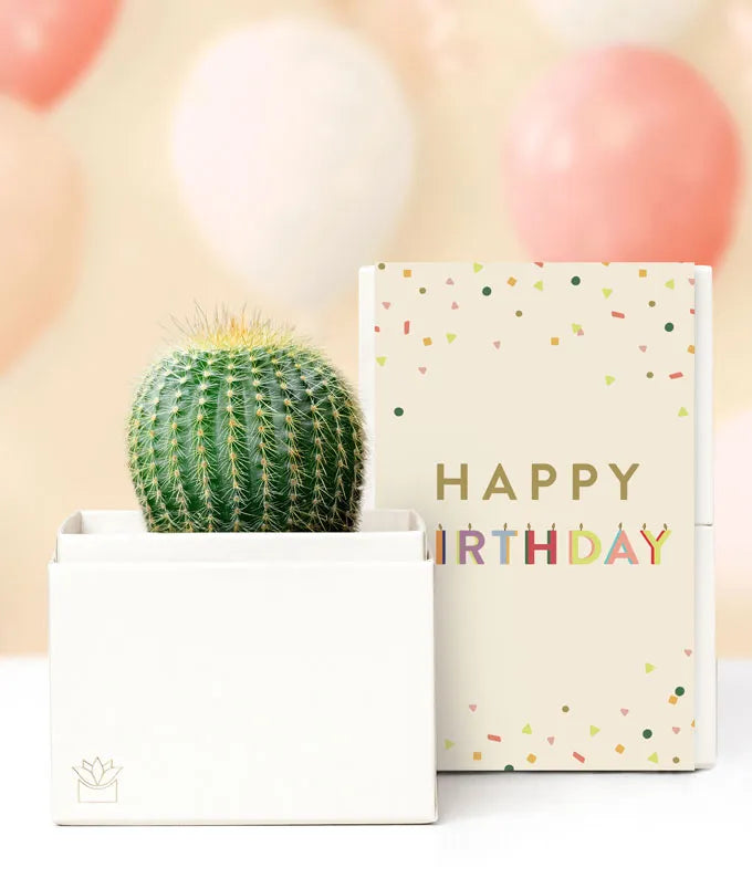 succulent happy birthday Lula's Garden Birthday Cactus Succulent Box