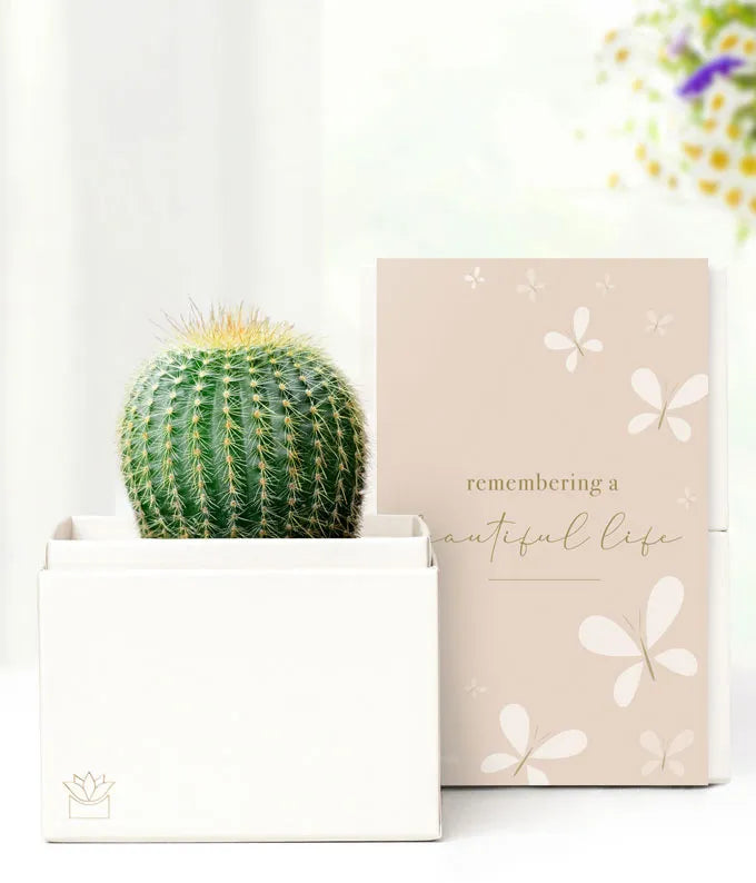 Cherished Memories Lula's Garden Cactus Succulent Gift