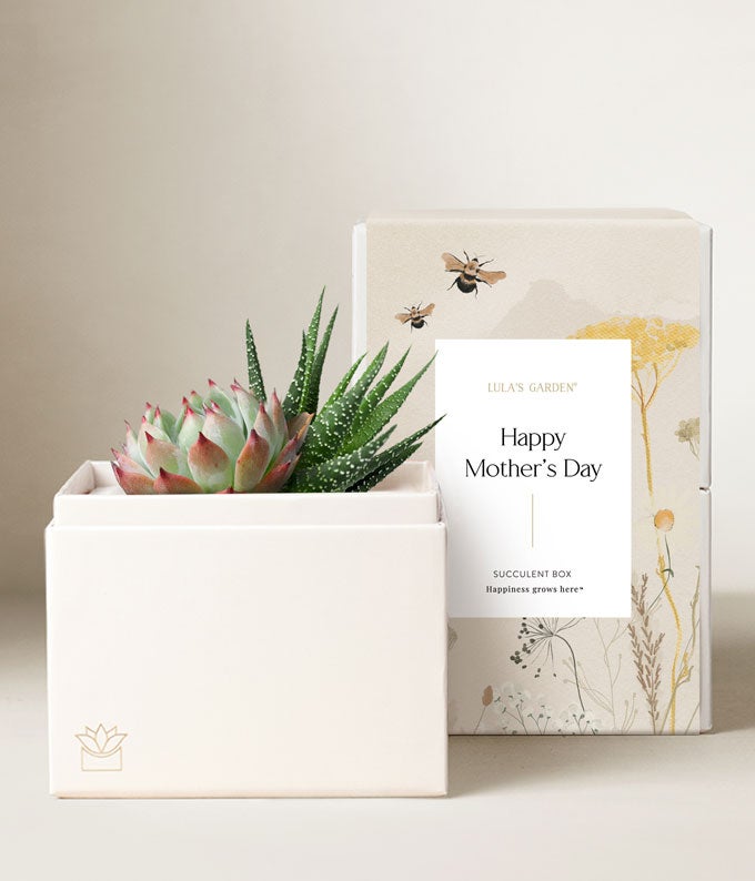 Lula&#39;s Garden Mother&#39;s Day Succulent Gift Set