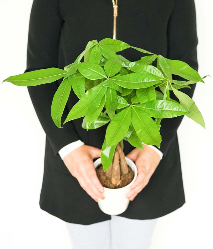 Good Fortune Money Tree