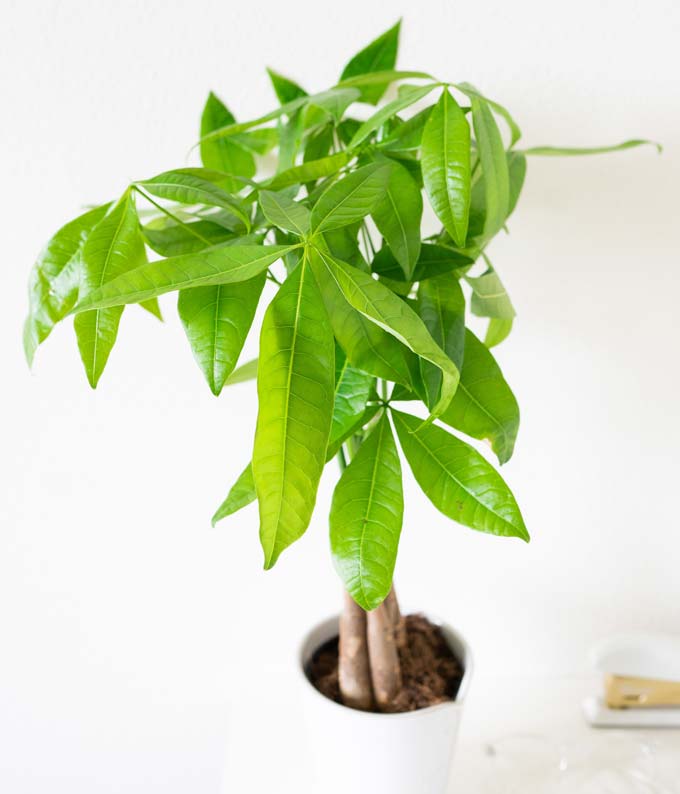 Good Fortune Money Tree