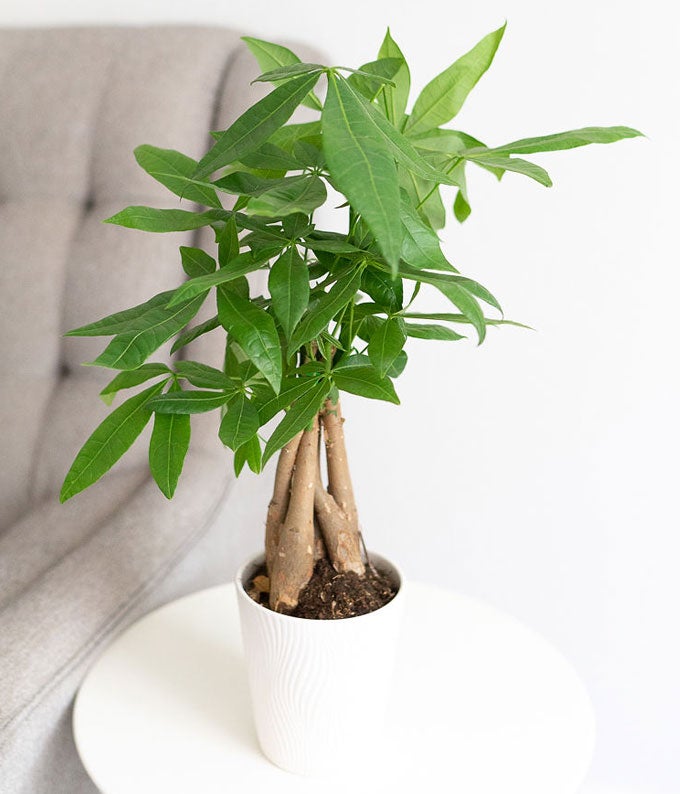 Good Fortune Money Tree