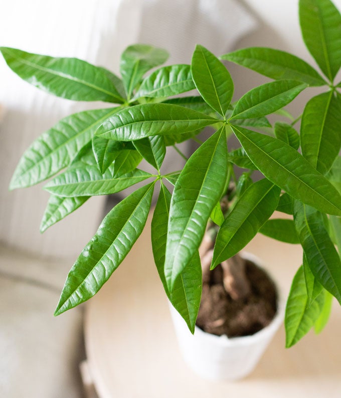 money tree plant delivered in a gift box