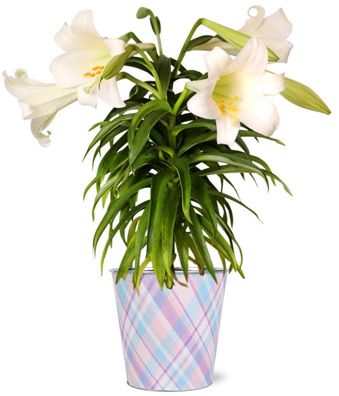 Spirited Easter Lily